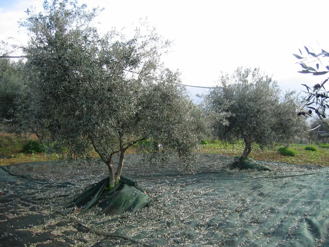 extra virgin olive oil 