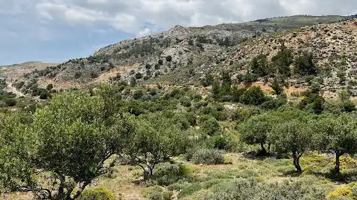 Greek vs Italian Olive Oil