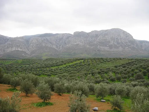 How to Tell if Olive Oil Is Real: A Practical Guide for Discerning Buyers