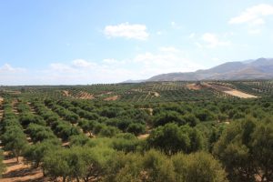 olivegroves