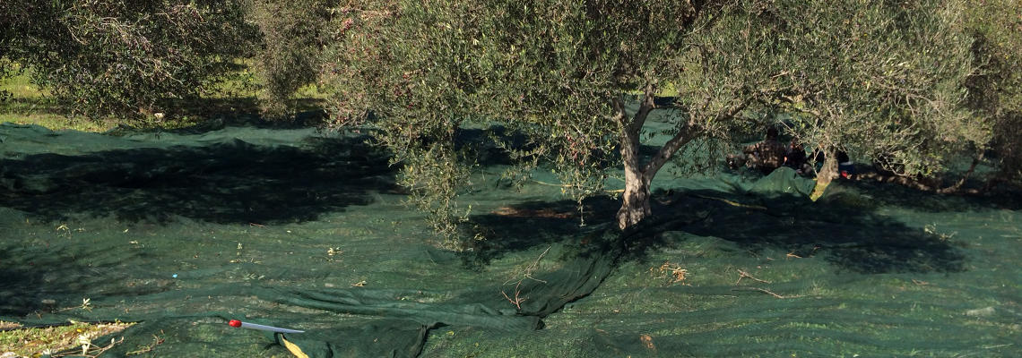 Olive tree ready for harvesting